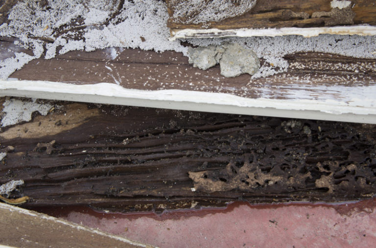 Termite Control in Nashville, Knoxville & Atlanta Honor Guard Pest