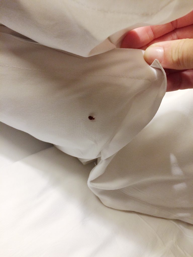 What Are Bed Bugs and How to Prevent Them Honor Guard