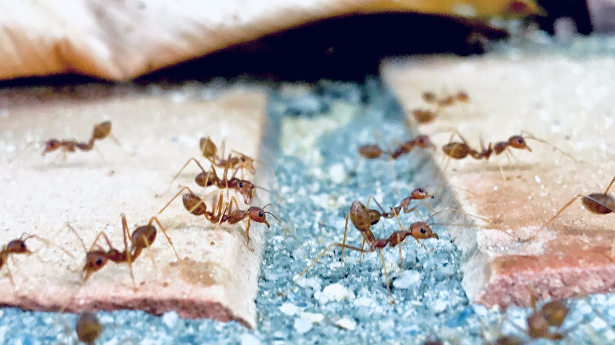 Why Ants Are Attracted To Your Home Honor Guard